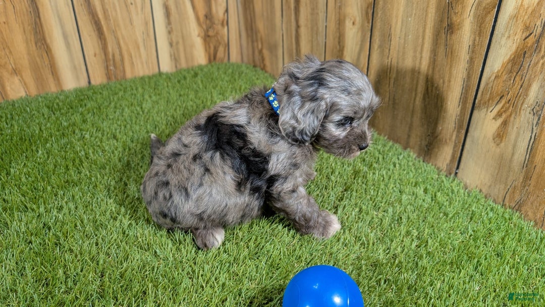 Cavapoo dogs for sale: Bertha Boy 2 - Image 4