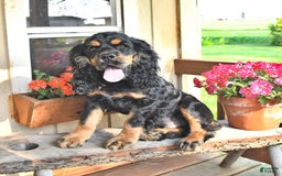 Cocker Spaniel dogs for sale: Banjo - Image 40