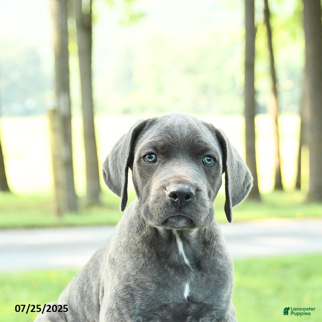 Cane Corso dogs for sale: Drake - Image 3