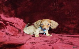Miniature Dachshund dogs for sale: Tango - Image 6