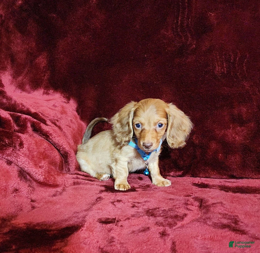 Miniature Dachshund dogs for sale: Tango - Image 6