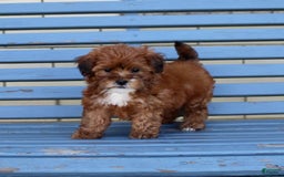 Shihpoo dogs for sale: Lulu - Image 3