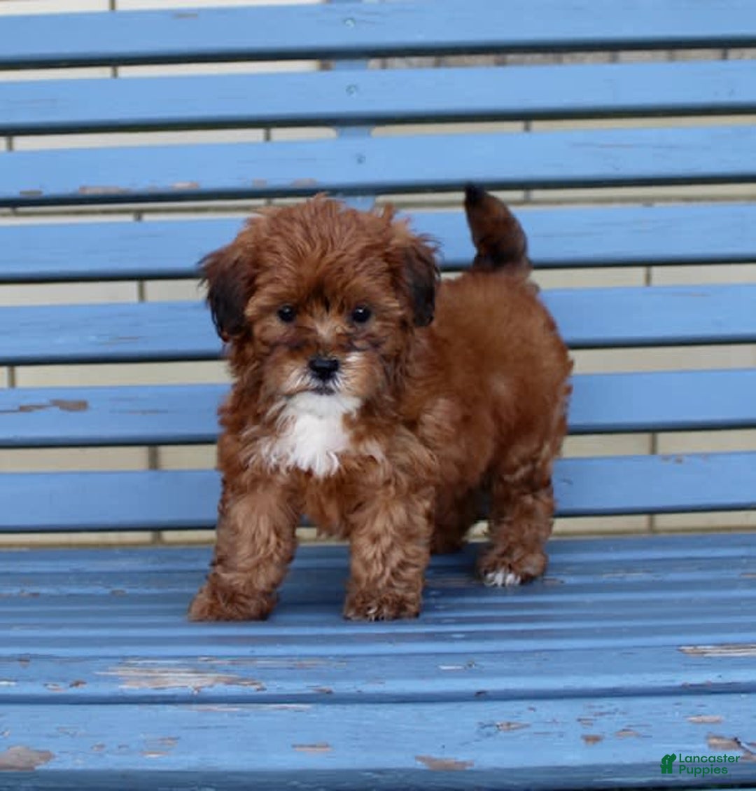 Shihpoo dogs for sale: Lulu - Image 3