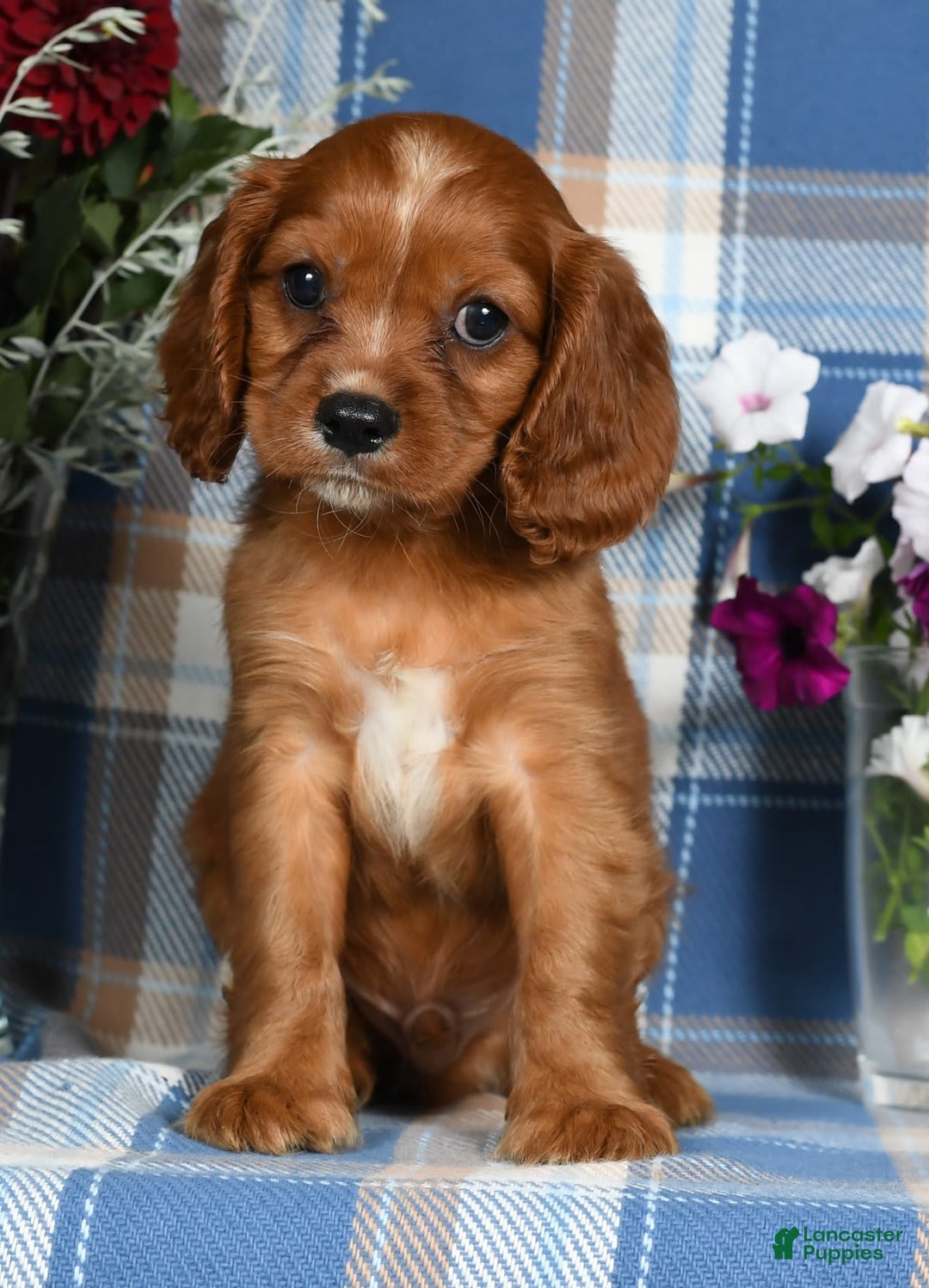 Cavalier King Charles Spaniel dogs for sale: August - Image 2