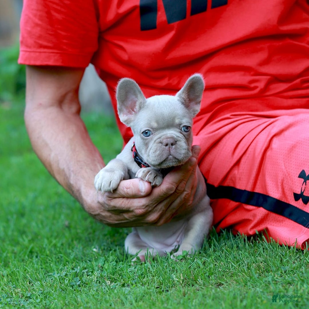 French Bulldog dogs for sale: Demi - Image 1