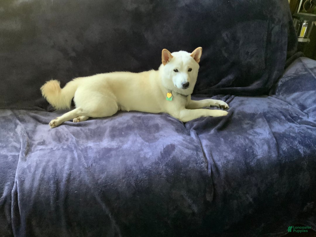 Shiba Inu dogs for sale: 2 Spot - Image 5