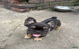 French Bulldog dogs for sale: Coco - Image 1