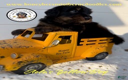 Mini Bernedoodle dogs for sale: Aelas Yellow Boy - Image 10
