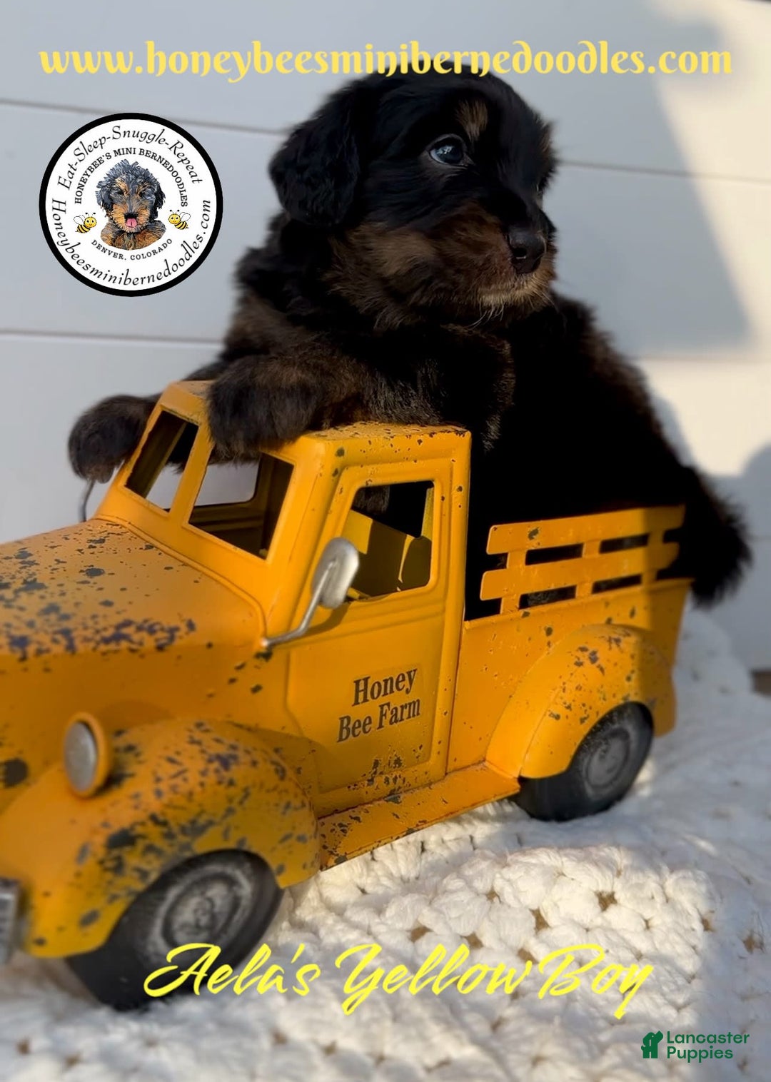 Mini Bernedoodle dogs for sale: Aelas Yellow Boy - Image 10