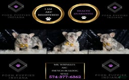 French Bulldog dogs for sale: Mr. Wrinkles - Image 1