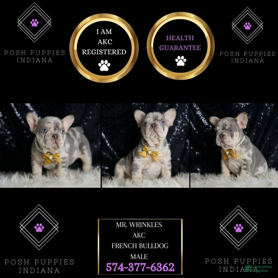 French Bulldog dogs for sale: Mr. Wrinkles - Image 1