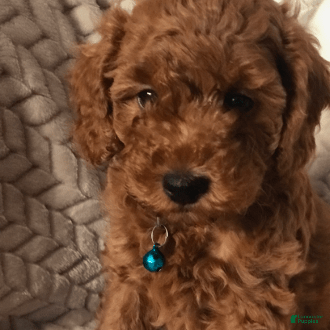 Toy Poodle dogs for sale: Chris - Image 1