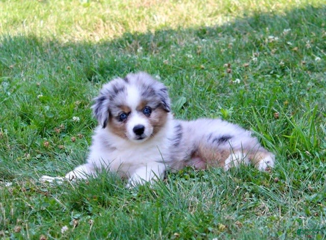 Miniature Australian Shepherd dogs for sale: Ottis - Image 7