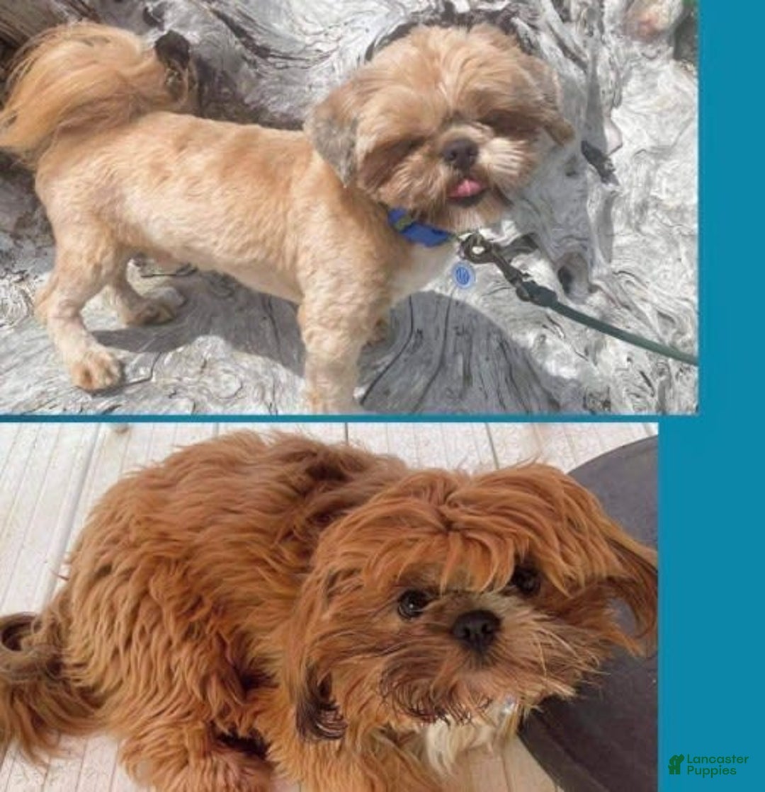 Shih Tzu dogs for sale: June Bug Brown - Image 15