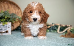Cavapoo dogs for sale: Gordon - Image 4