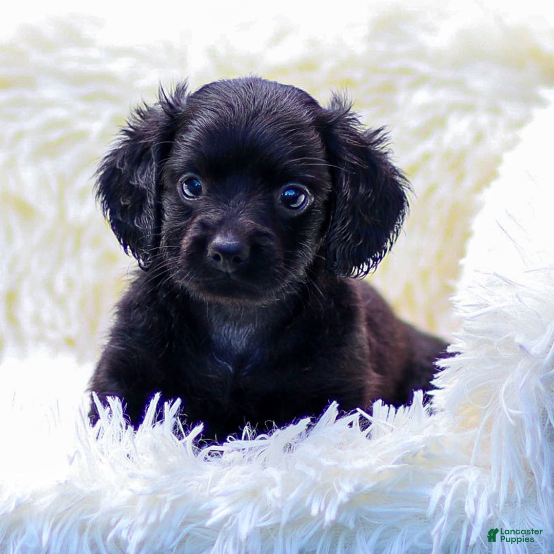 Miniature Dachshund dogs for sale: Fiona - Image 2
