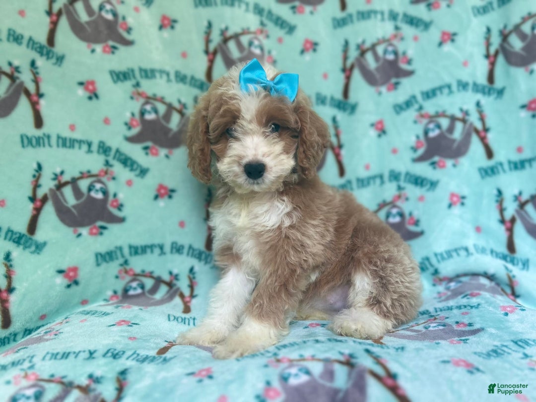 Cockapoo dogs for sale: Buttercup - Image 8