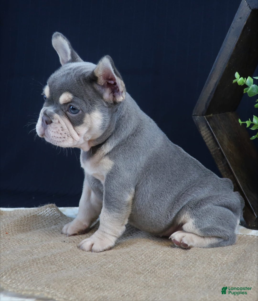 French Bulldog dogs for sale: Bristol - Image 2