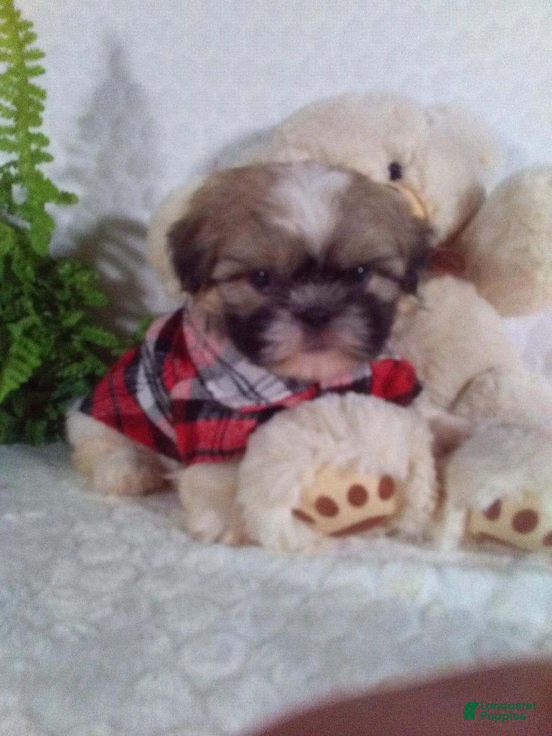 Shih Tzu dogs for sale: Hunter - Image 3