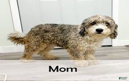 Mini Bernedoodle dogs for sale: Carter - Image 10