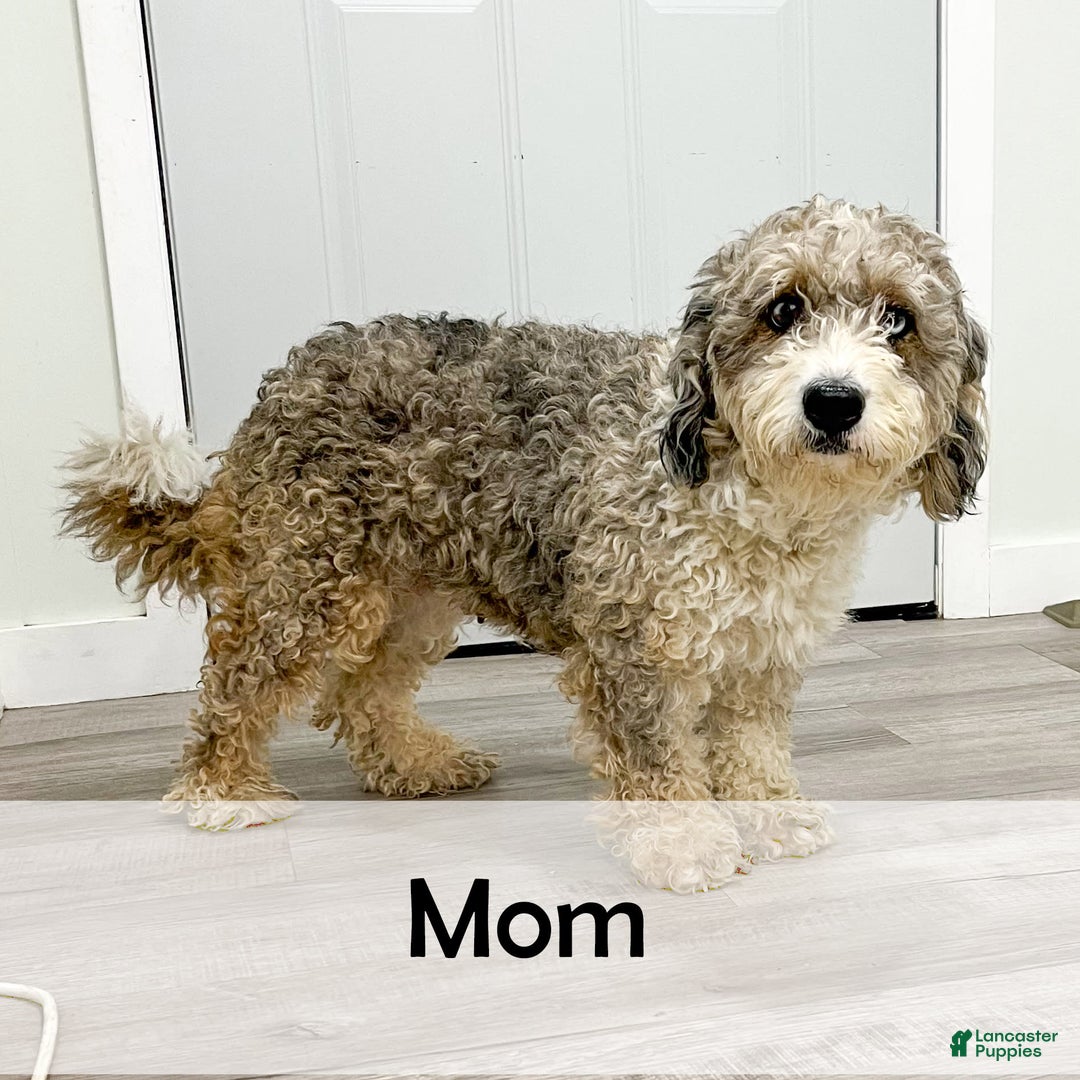 Mini Bernedoodle dogs for sale: Carter - Image 10