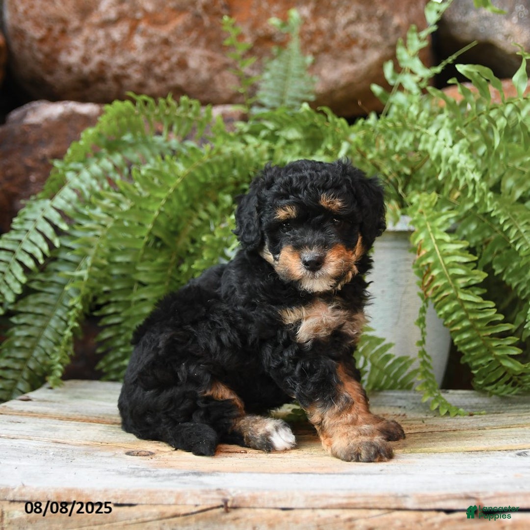 Miniature Poodle dogs for sale: Miniature Poodle 4 puppies - Image 8