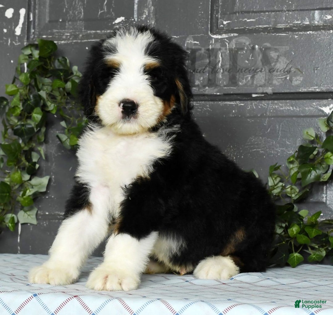 Bernedoodle dogs for sale: Dustin - Image 9