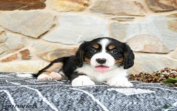 Miniature Bernese Mountain Dog dogs for sale: Maple - Image 4