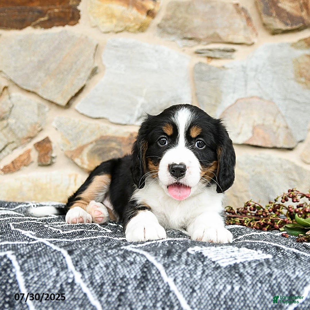 Miniature Bernese Mountain Dog dogs for sale: Maple - Image 4