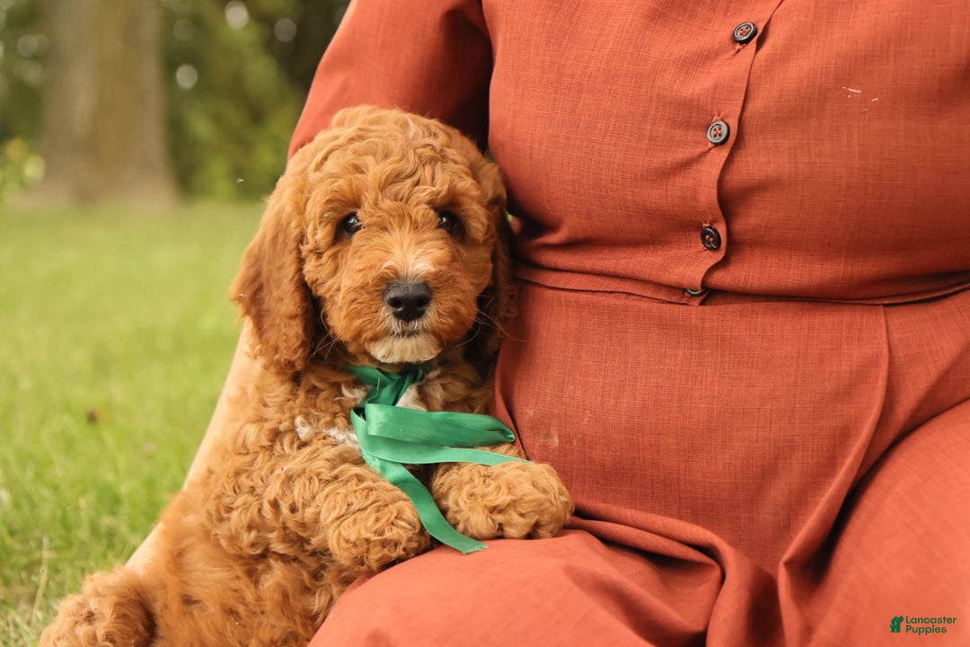 Mini Goldendoodle dogs for sale: Thunder - Image 12