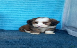 Havanese dogs for sale: Dallas - Image 1