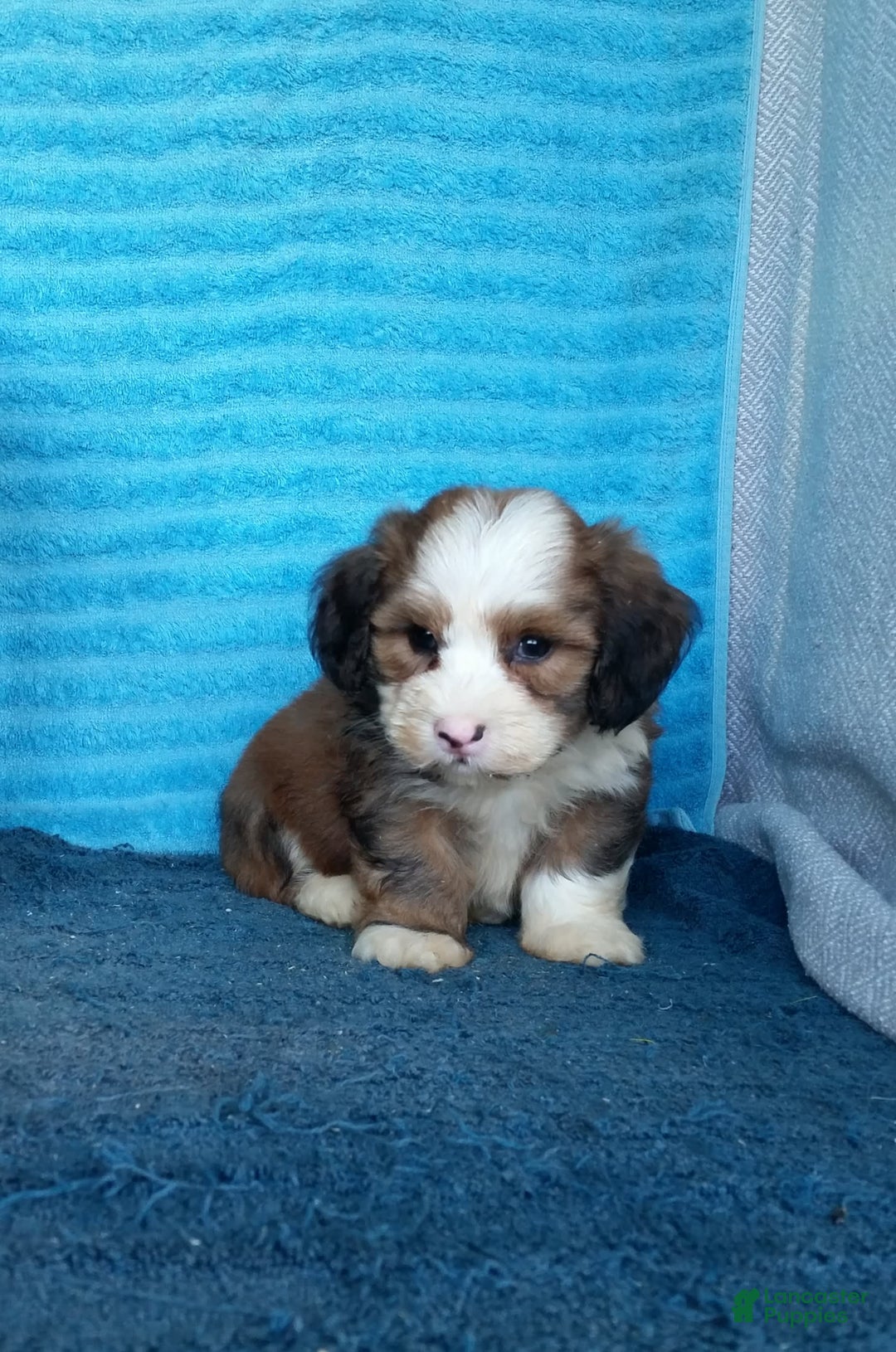 Havanese dogs for sale: Dallas - Image 1