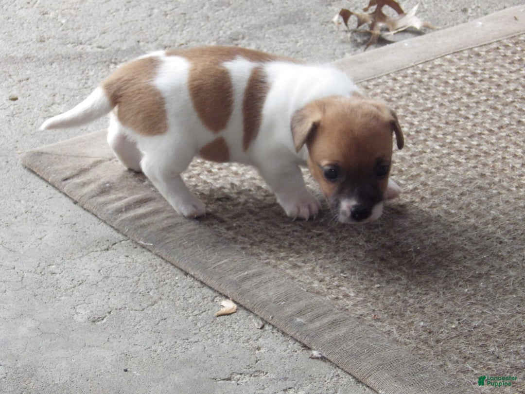 Jack Russell Terrier dogs for sale: Franklin - Image 10