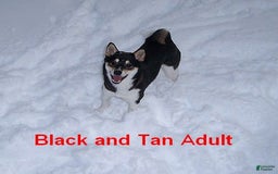 Shiba Inu dogs for sale: KODY - Image 1