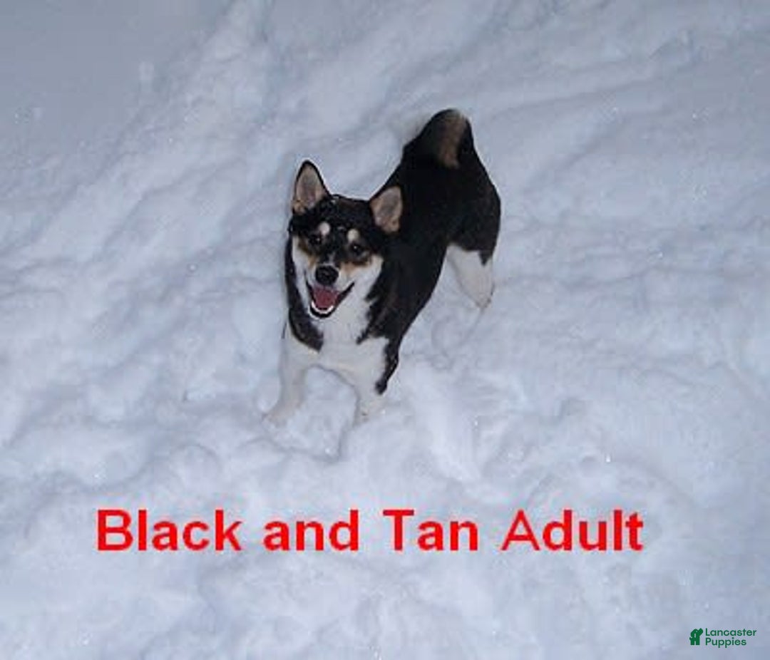 Shiba Inu dogs for sale: KODY - Image 1