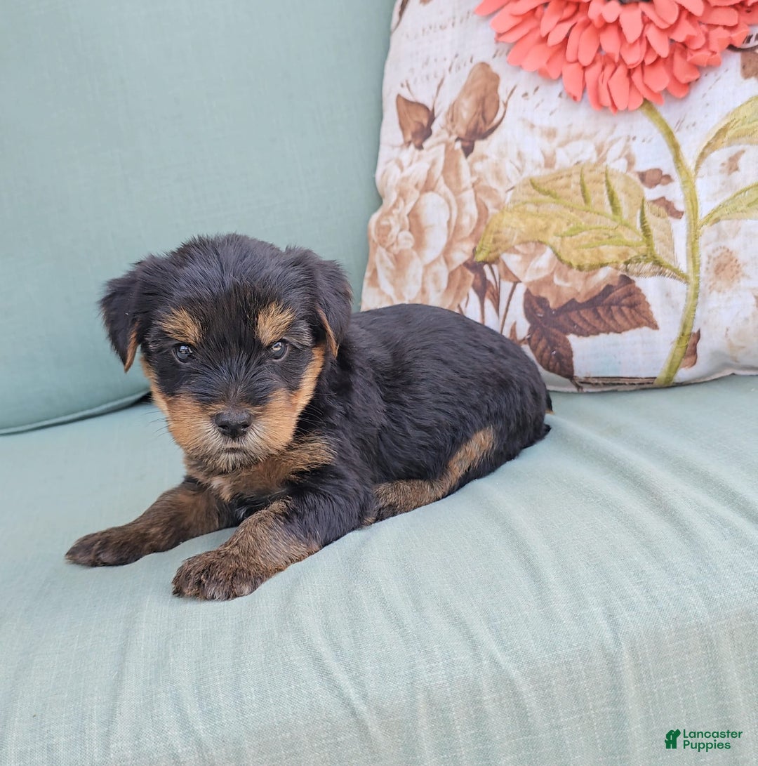 Yorkshire Terrier dogs for sale: Rubble - Image 3