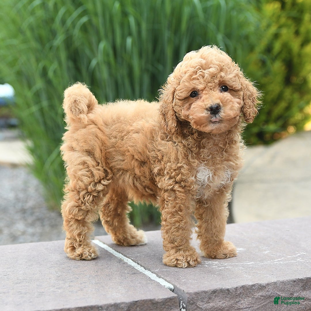 Toy Poodle dogs for sale: Jasmine - Image 3