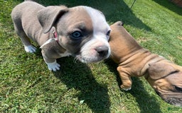 American Bully dogs for sale: Paris - Image 5