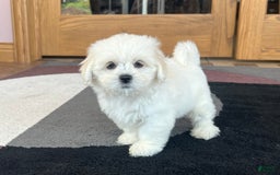 Lhasa Apso dogs for sale: Princess - Image 3