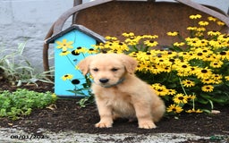 Golden Retriever dogs for sale: Freddie - Image 4