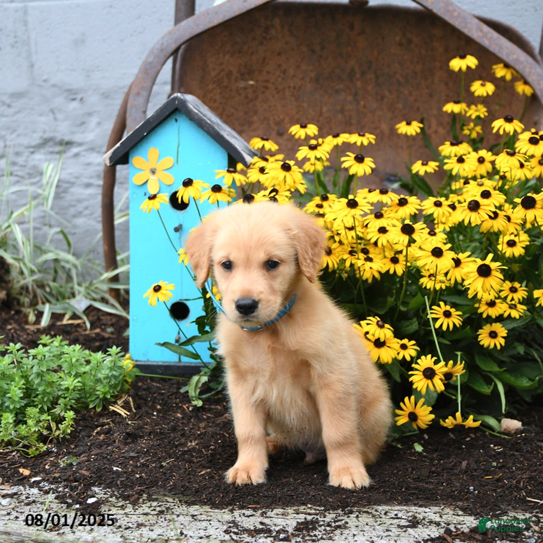 Golden Retriever dogs for sale: Freddie - Image 4