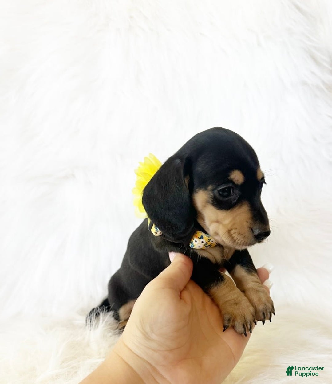 Miniature Dachshund dogs for sale: Akc Sadie - Image 2