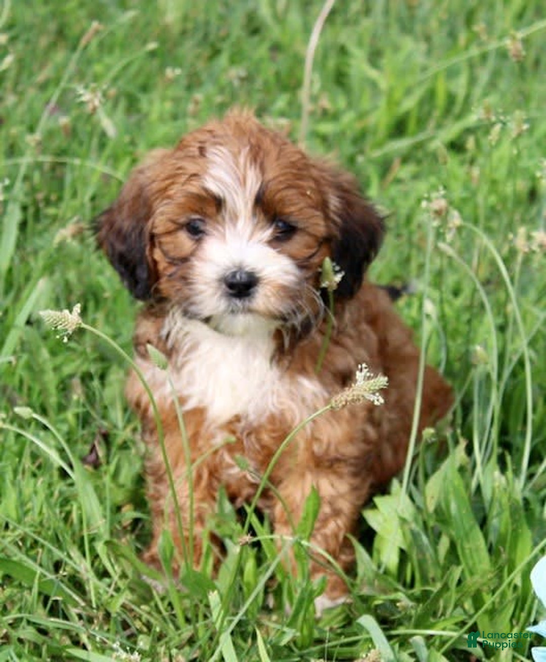 Shihpoo dogs for sale: Lola - Image 4