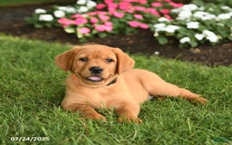 Labrador Retriever dogs for sale: Savannah - Image 1