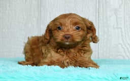 Cavapoo dogs for sale: Bruno - Image 7