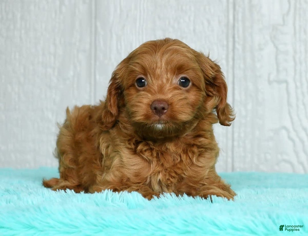 Cavapoo dogs for sale: Bruno - Image 7