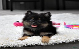 Pomeranian dogs for sale: Lola - Image 3