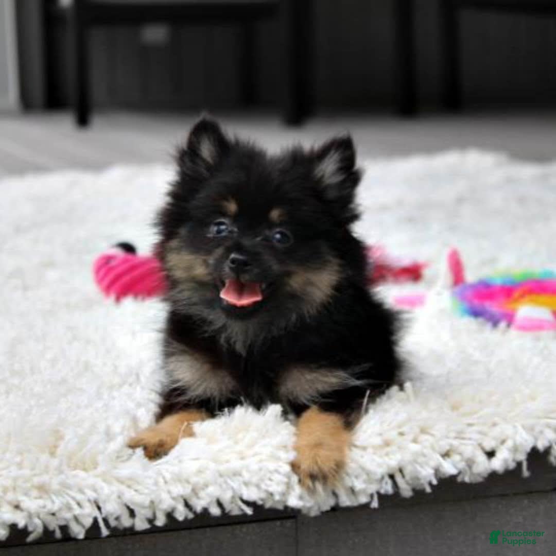 Pomeranian dogs for sale: Lola - Image 3