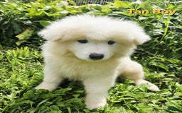 Samoyed dogs for sale: Richard - Image 2