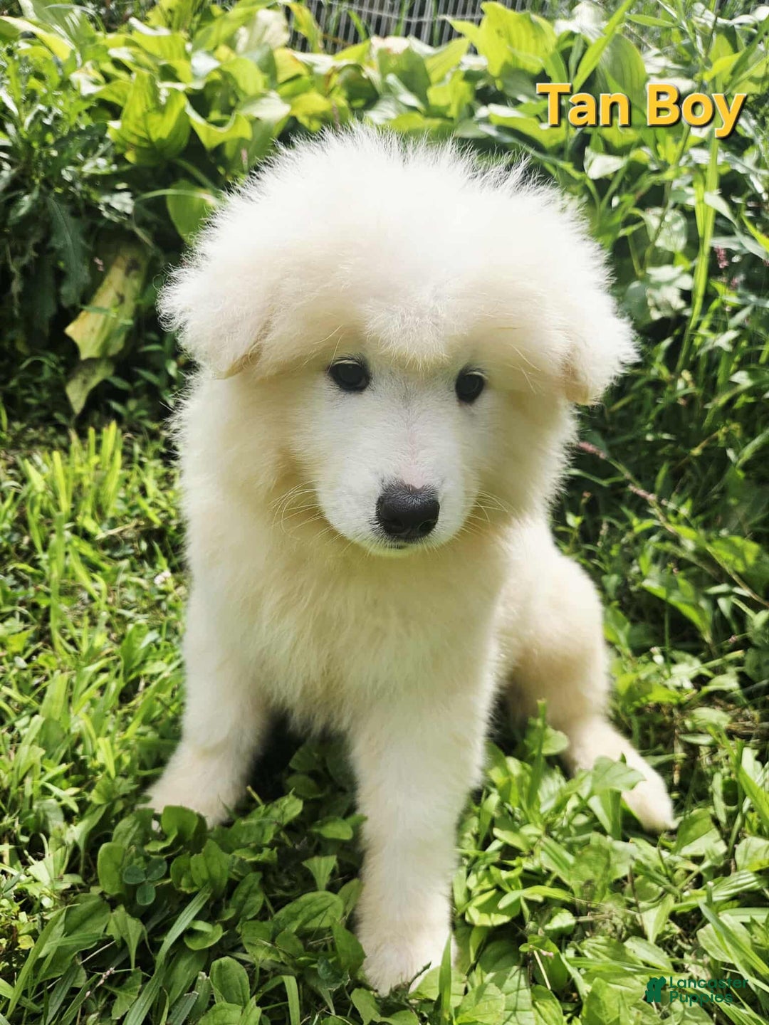Samoyed dogs for sale: Richard - Image 2